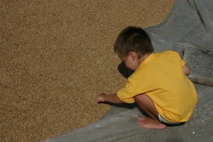 виж, жито     | see, grains  