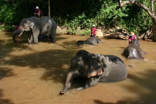 къпане на слонове в реката  | elefants bath in a river   