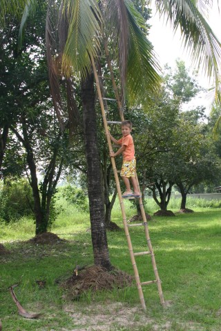 bobo-stylba-kokosova-palma.thai