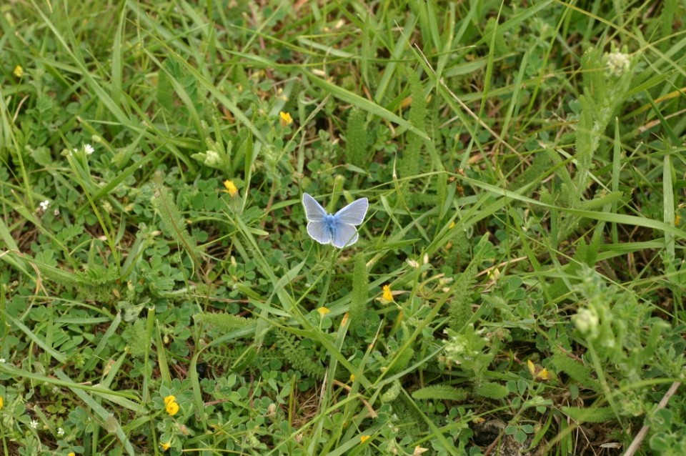синя пеперудка | blue butterfly