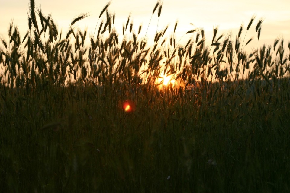 слънце в жито | sun in the wheat
