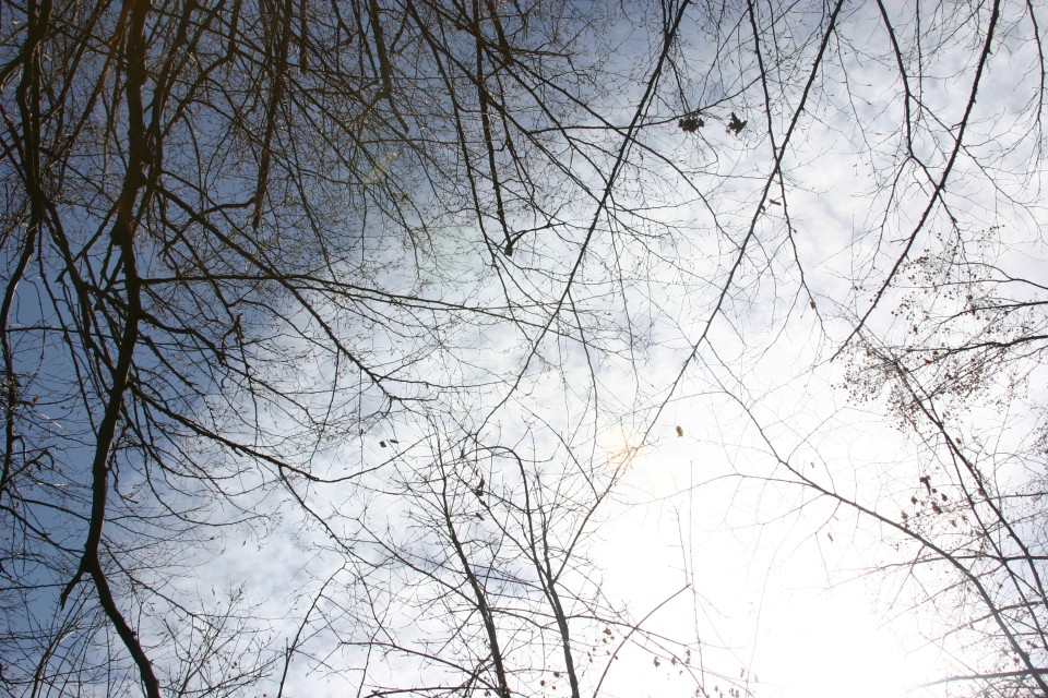 бяло небе с клони | white sky with branches