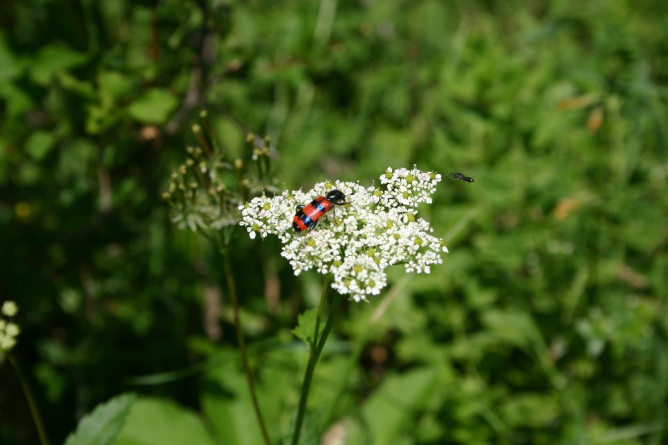 буболечка на цвете | bug on a flower