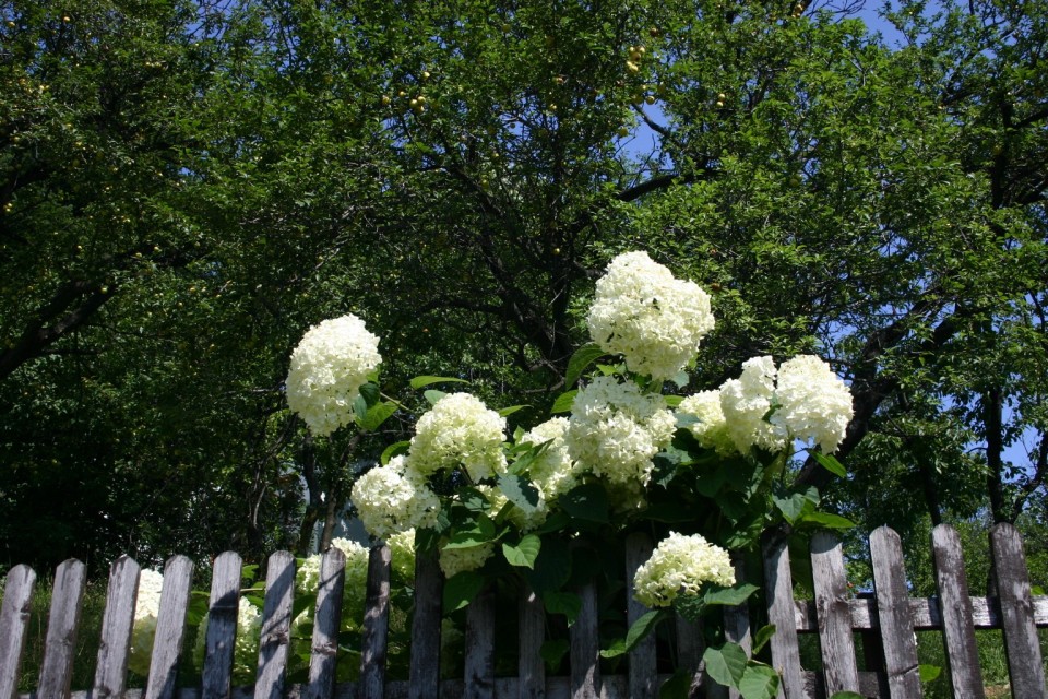 бели цветя на оградата | white flowers on a fence