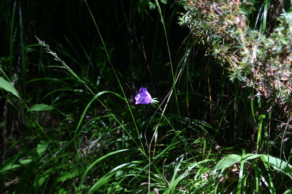 лилаво цветенце | violet flower
