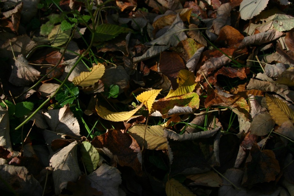 листенце в листата | small leaf in leaves