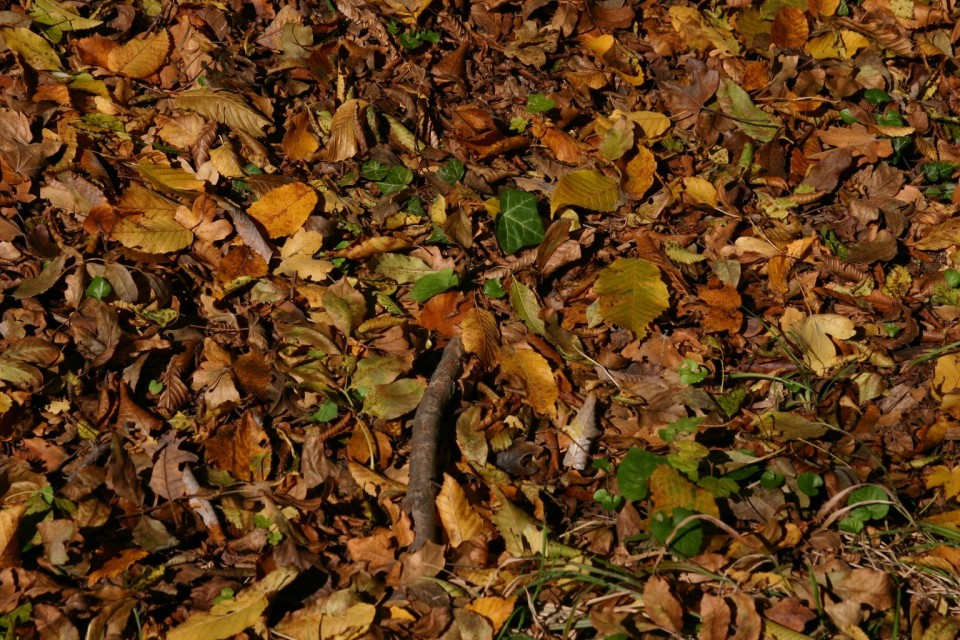 килим от жълти листа | carpet of yellow leafs