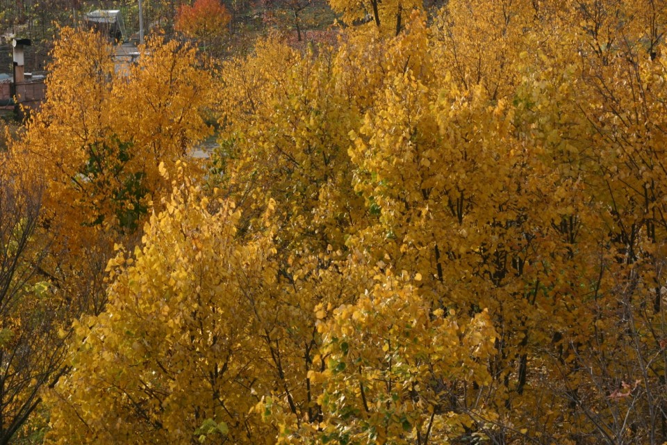 жълти дървета | yellow trees