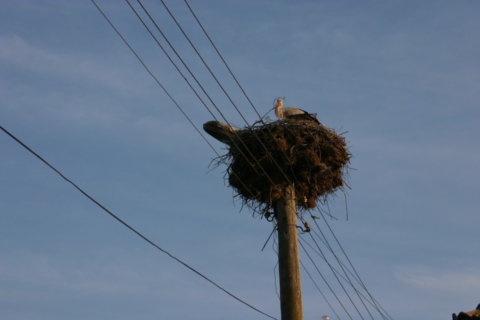 щъркел в гнездо | stork in nest