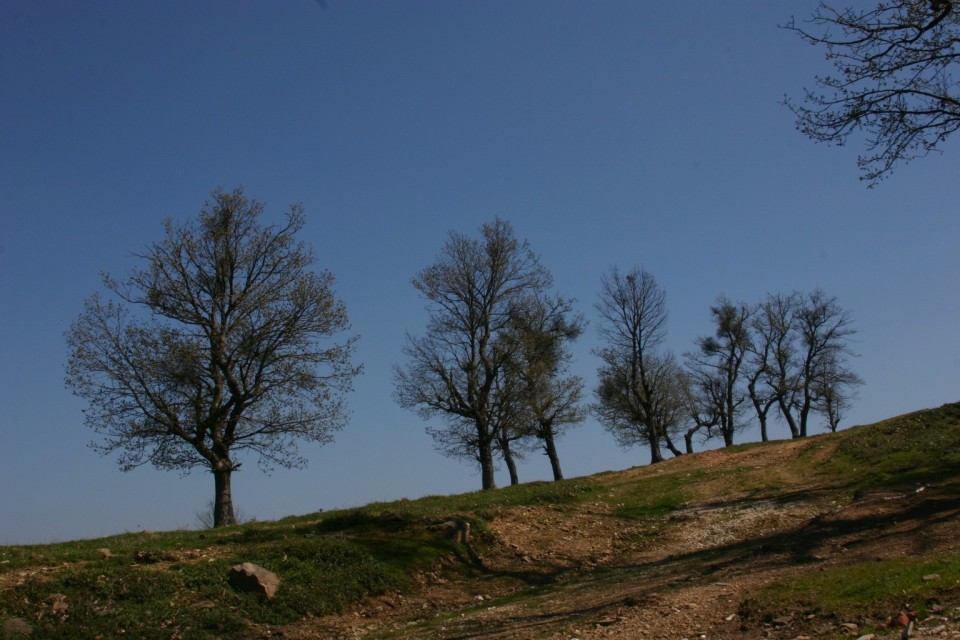 дървета по баира | trees on a hill
