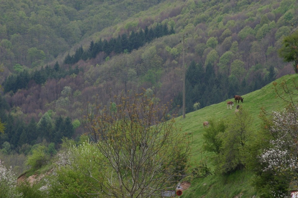 баир с магарета | hill with donkeys